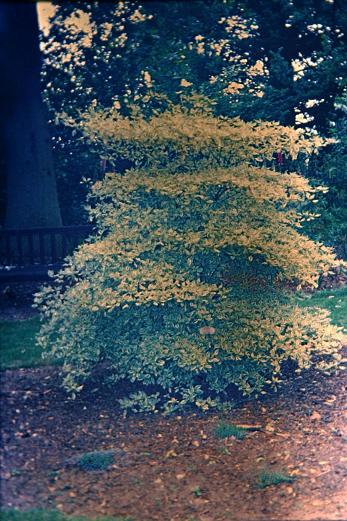 Cornus alternifolia 'Argentea' 