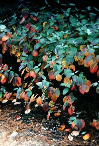 Cornus baileyi 