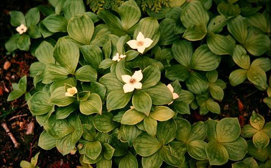 Cornus canadensis 