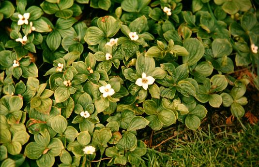 Cornus canadensis 