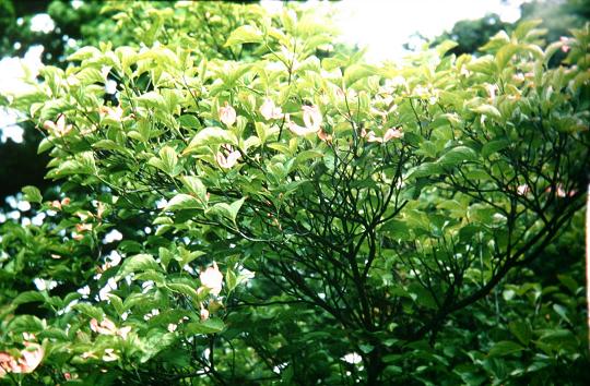 Cornus florida rubra 