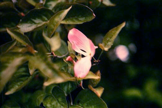 Cornus florida rubra 