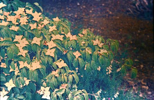 Cornus koussa 