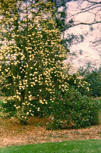 Cornus nuttallii 