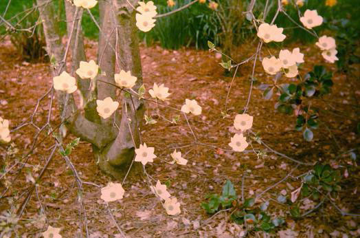 Cornus nuttallii 