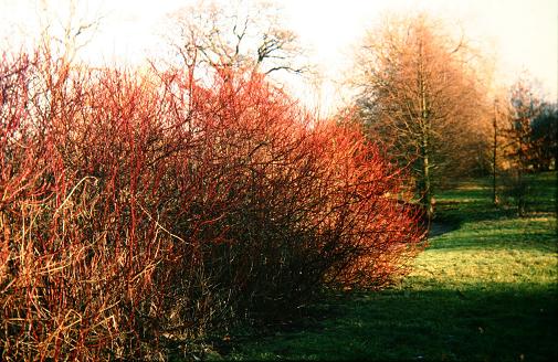 Cornus stolonifera 