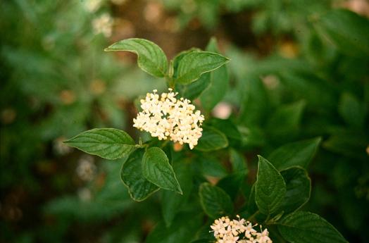 Cornus stolonifera 'Flaviramea' 