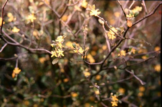 Corokia virgata 