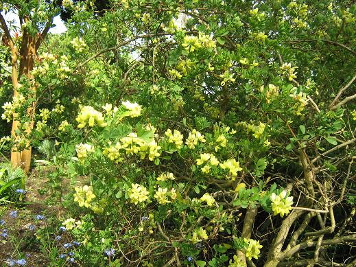 Coronilla valentina ssp. glauca 'Citrina' 