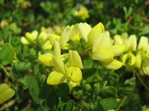 Coronilla valentina ssp. glauca 'Citrina' 