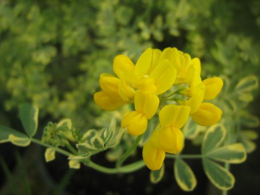 Coronilla valentina ssp. glauca 'Variegata' 