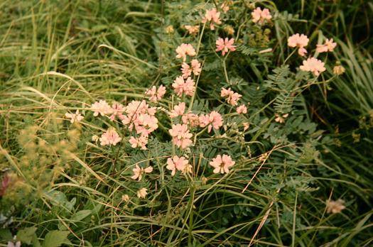 Coronilla varia 