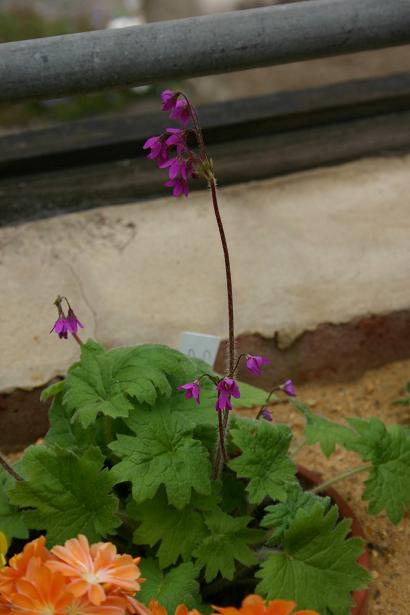 Cortusa  caucasica 