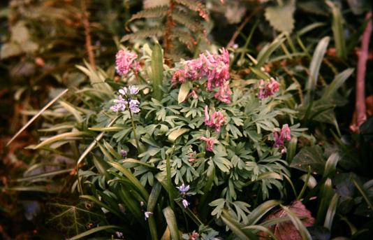 Corydalis cava 