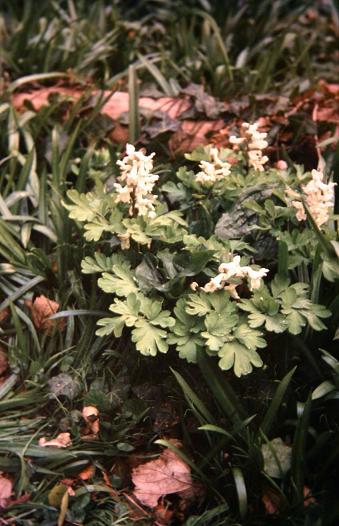 Corydalis cava 