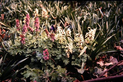 Corydalis cava 