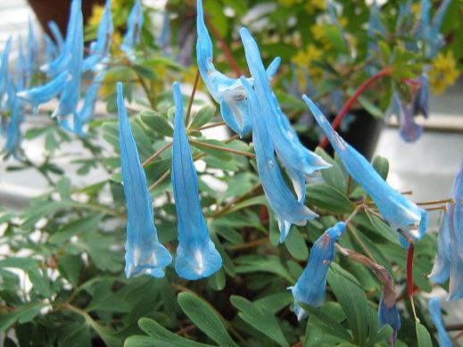 Corydalis curviflora var rosthornii 'Blue Heron' 