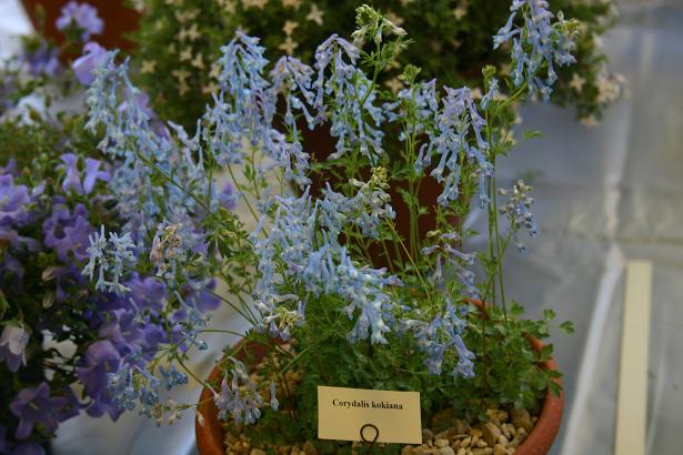 Corydalis kokiana 