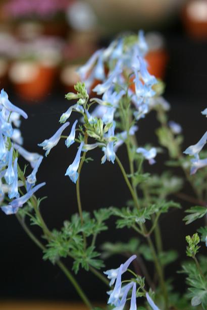 Corydalis kokiana 