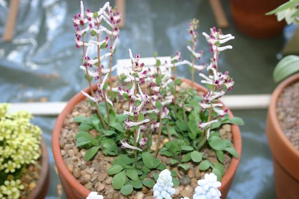 Corydalis ledebouriana 