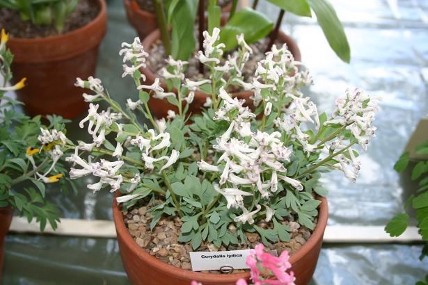 Corydalis lydica 