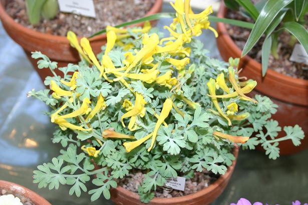 Corydalis macrocentra 