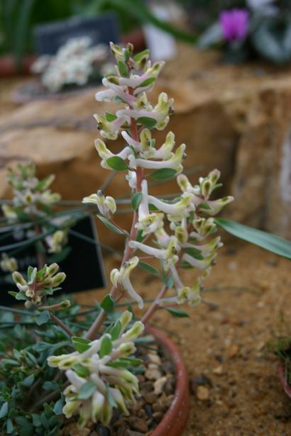 Corydalis maracandica 