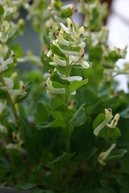 Corydalis maracandica 