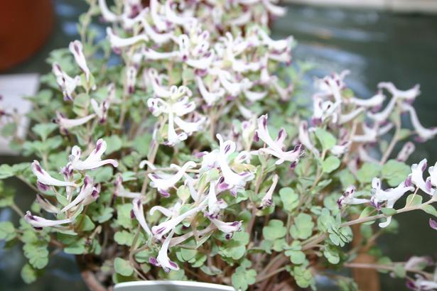 Corydalis oppositifolia 