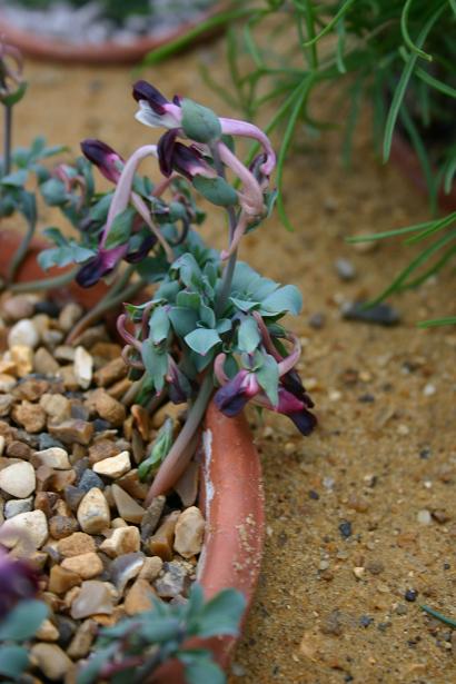 Corydalis popovii 