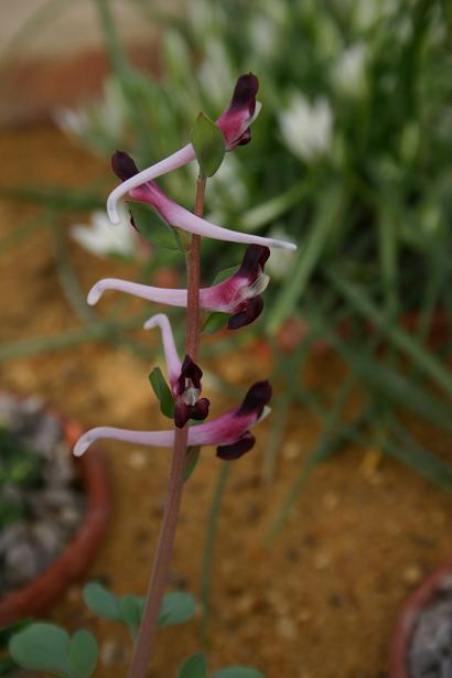 Corydalis popovii 