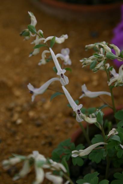 Corydalis popovii tauricola 