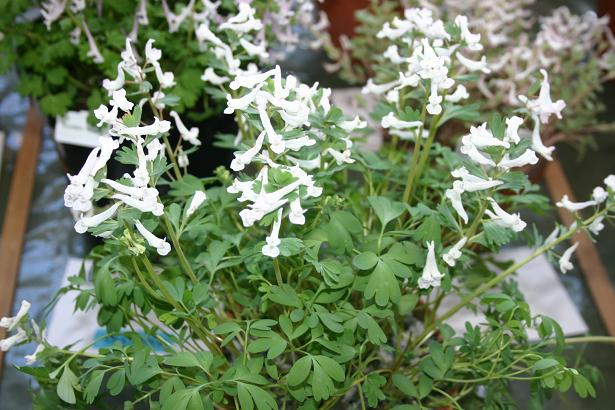 Corydalis pumila 