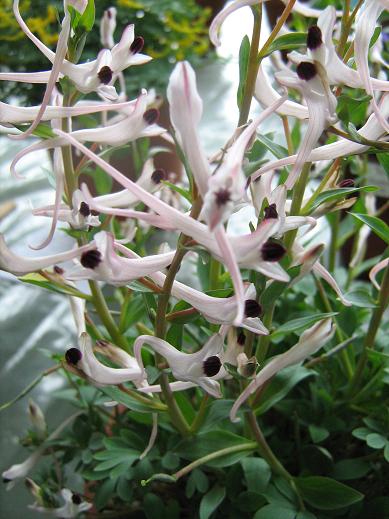 Corydalis shanginii 