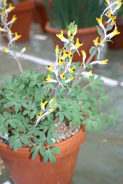 Corydalis shanginii ssp. ainii 