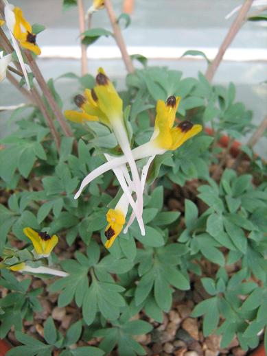 Corydalis shanginii ssp. ainii 