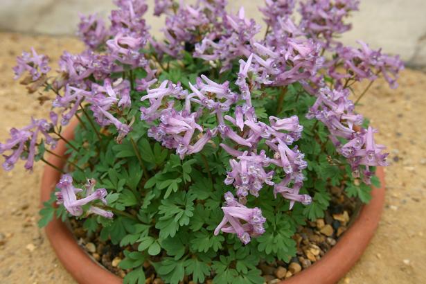 Corydalis solida 