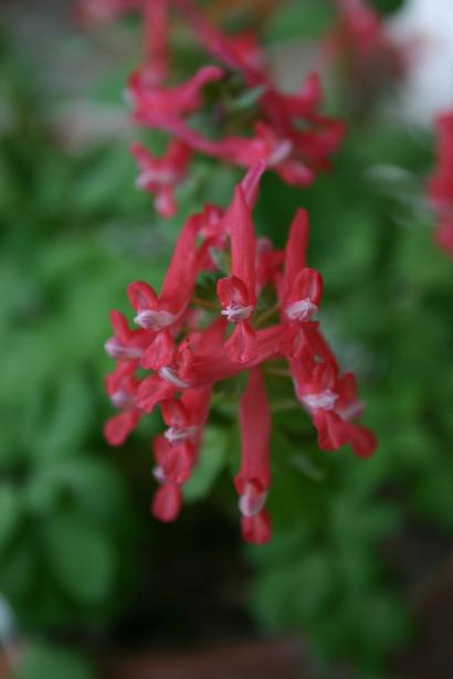 Corydalis solida 