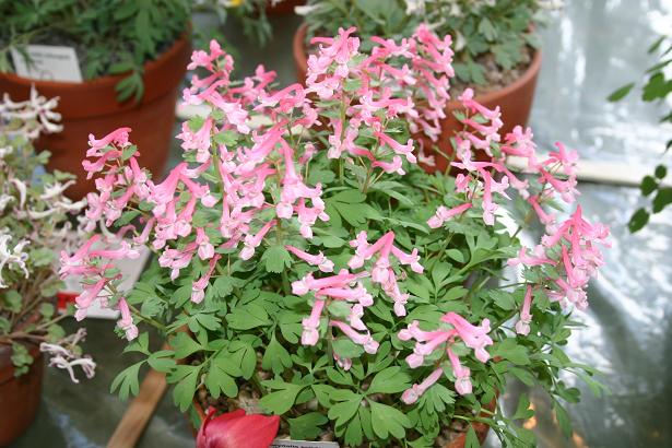 Corydalis solida 'Beth Evans' 