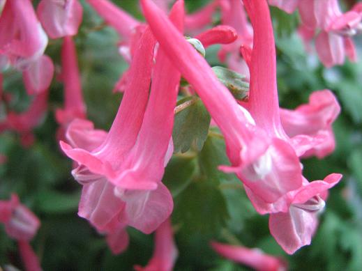 Corydalis solida 'Beth Evans' 