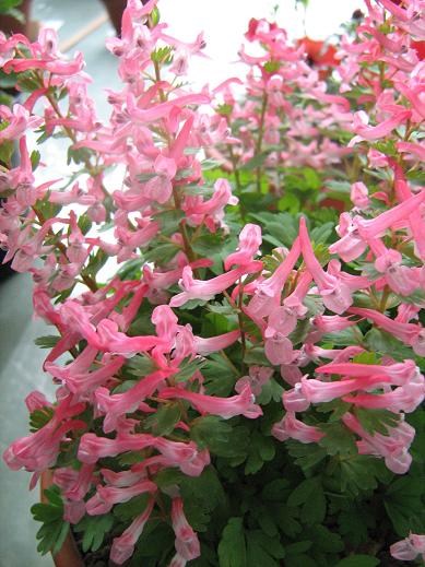 Corydalis solida 'Beth Evans' 