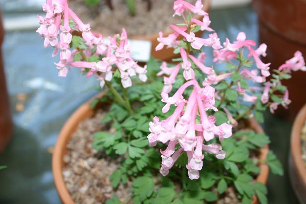 Corydalis solida 'Dieter Schacht' 