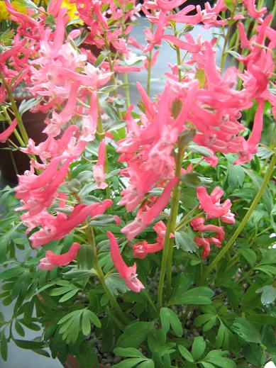 Corydalis solida 'G.P.Baker' 