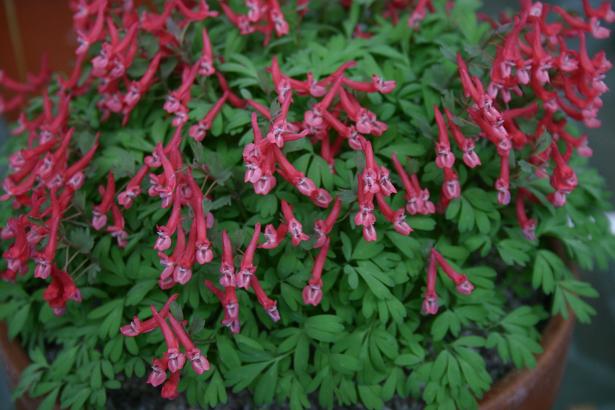 Corydalis solida 'G.P.Baker' 