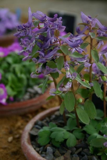 Corydalis solida 'Harkov'