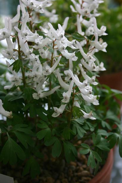 Corydalis solida ssp. incisa 'Aba' 