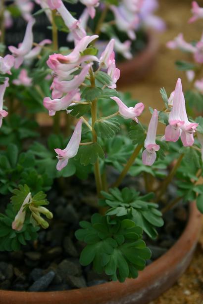 Corydalis solida 'Munich Sunrise' 