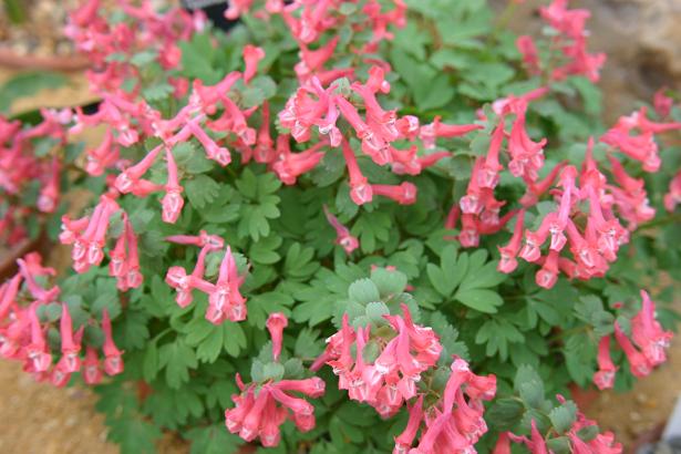 Corydalis solida ssp solida 'Lahovice' 