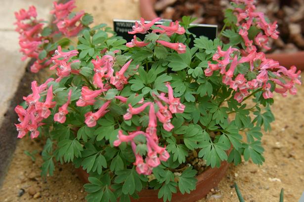 Corydalis solida solida Prasil Group 