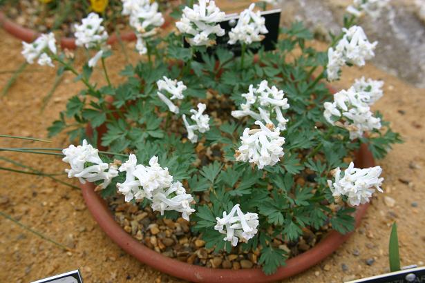 Corydalis solida ssp solida 'White Knight' 